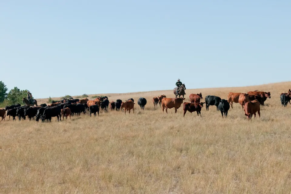 Herd of cattle grazing in field with cowboy on horse watching them.